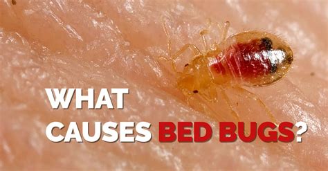 Is it possible to have bedbugs and not see them?
