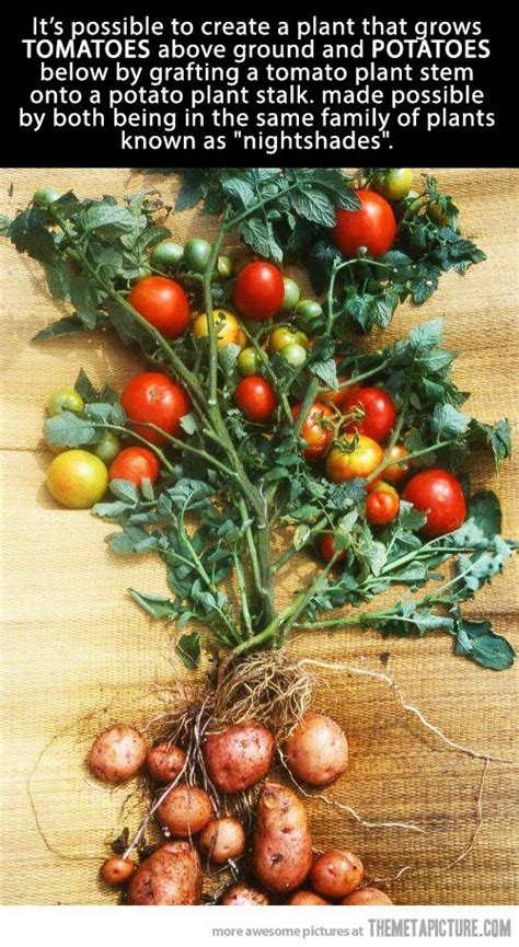Is it possible to have tomatoes on top and potatoes at the root?