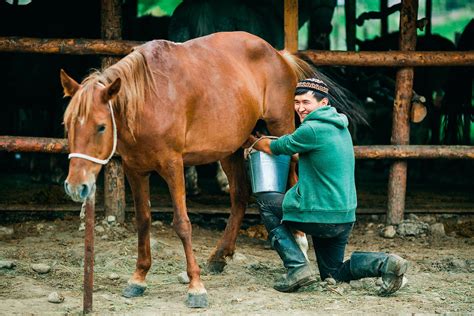 Is it possible to milk a horse?