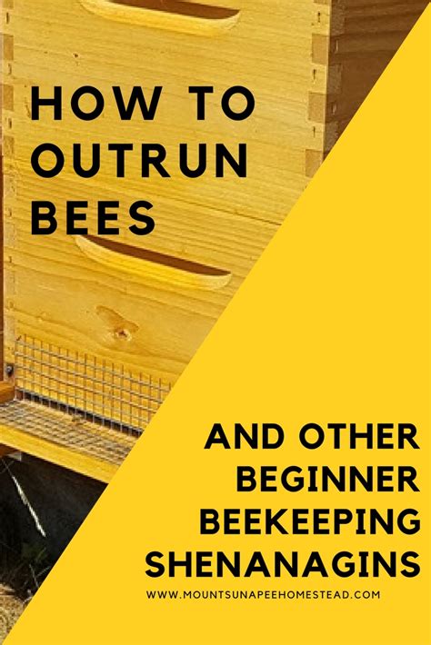Is it possible to outrun bees?