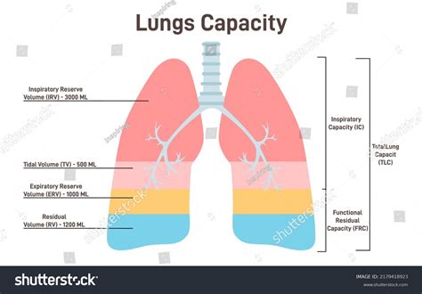 Is it possible to regain lung capacity?