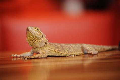 Is it rare to get salmonella from a bearded dragon?