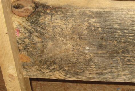 Is it really mold or just staining?