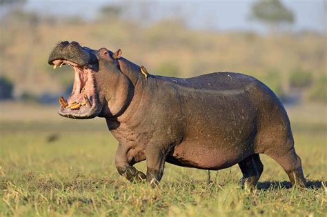 Is it rude to call someone a hippo?