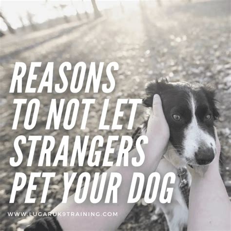 Is it rude to not let people pet your dog?