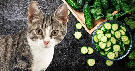 Is it safe for cats to eat cucumber?