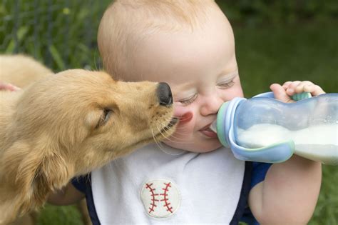 Is it safe for dog to lick baby's face?