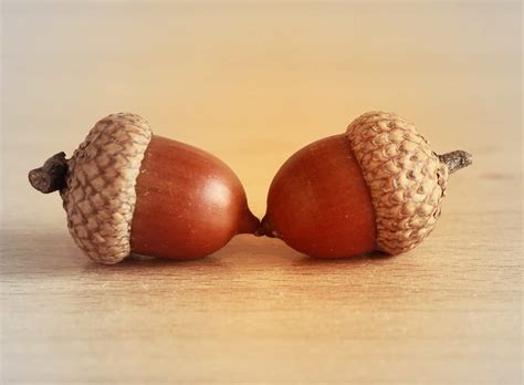 Is it safe for humans to eat acorns?