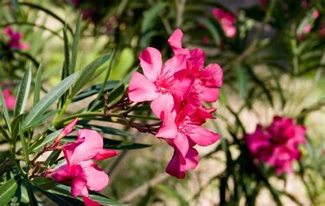 Is it safe to burn oleander branches?