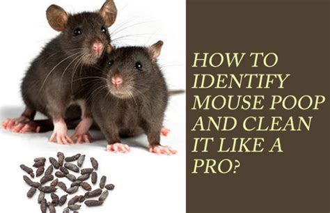 Is it safe to clean mouse poop?