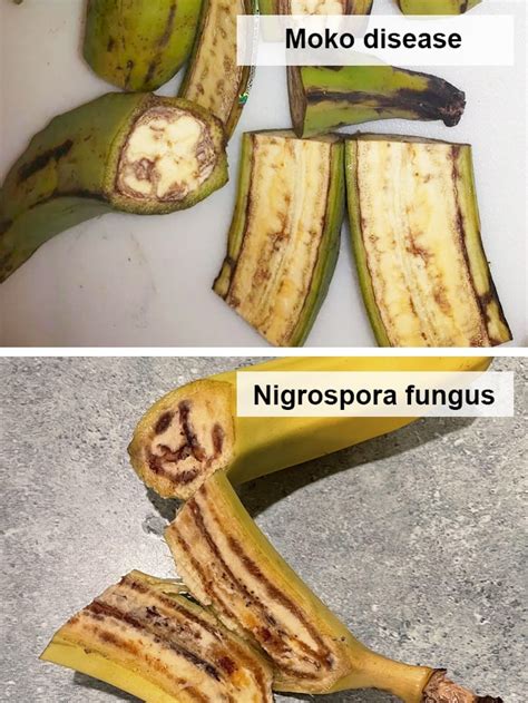 Is it safe to eat banana with nigrospora?