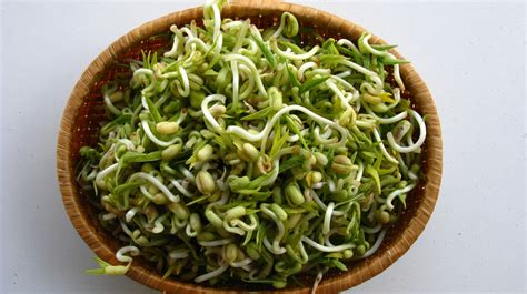 Is it safe to eat bean sprouts raw?
