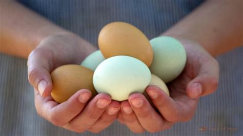 Is it safe to eat eggs from backyard chickens?