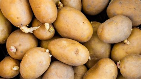Is it safe to eat frostbitten potatoes?