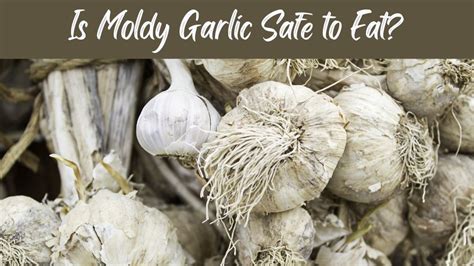 Is it safe to eat garlic with white mold?