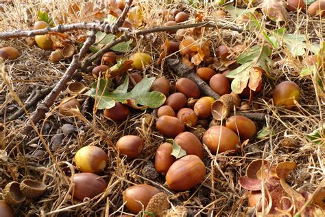 Is it safe to eat wild acorns?