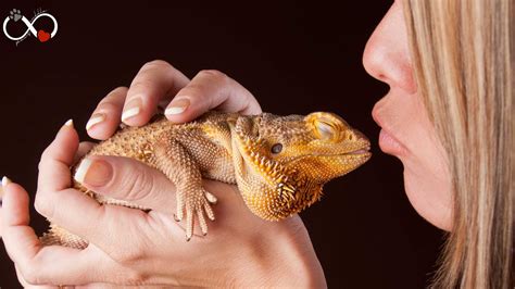 Is it safe to kiss a bearded dragon?