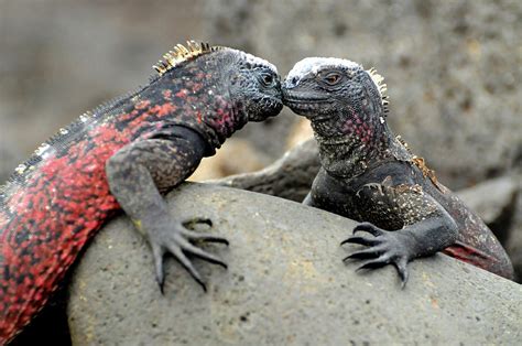 Is it safe to kiss an iguana?
