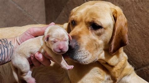 Is it safe to leave my dog with her newborn puppies?