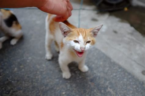 Is it safe to pet stray cats?