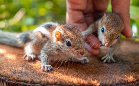 Is it safe to pick up a baby squirrel?