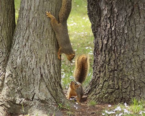 Is it safe to play with squirrels?