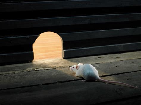 Is it safe to sleep in a house with mice?