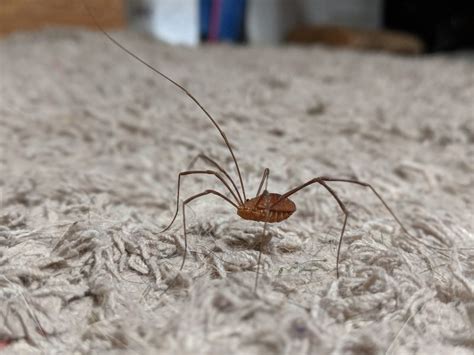 Is it safe to sleep in a room with a daddy long legs?