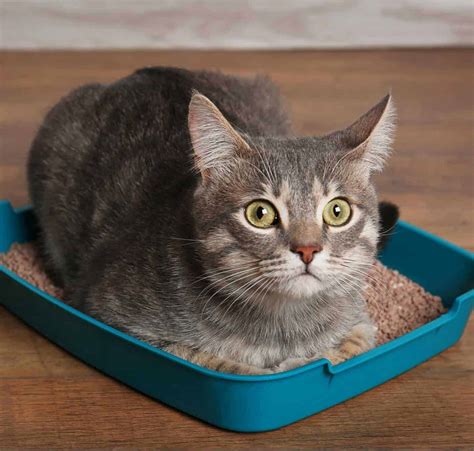 Is it safe to sleep in a room with cat litter?