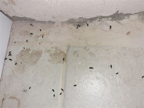 Is it safe to sleep in a room with mouse droppings?