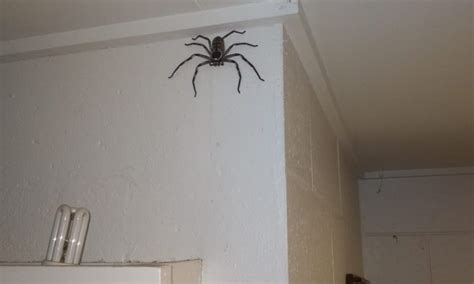 Is it safe to sleep with a huntsman in your room?