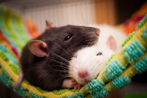 Is it safe to sleep with mice?