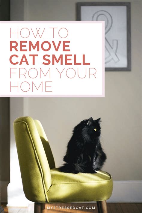 Is it safe to smell your cat?