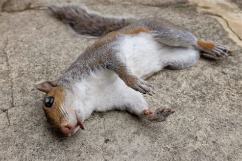 Is it safe to touch a dead squirrel?