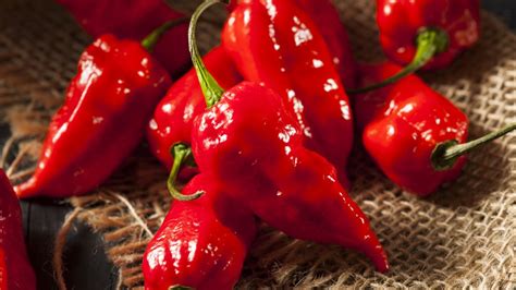 Is it safe to touch a ghost pepper?