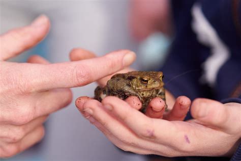 Is it safe to touch frogs?