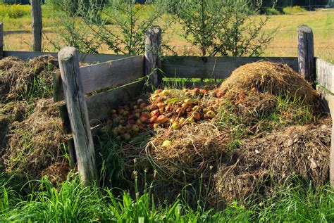 Is it safe to use compost that smells like ammonia?