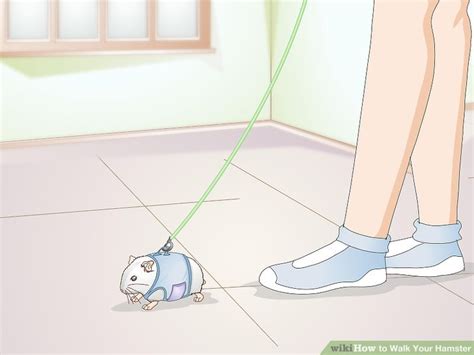 Is it safe to walk a hamster?