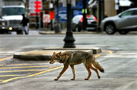 Is it safe to walk around coyotes?