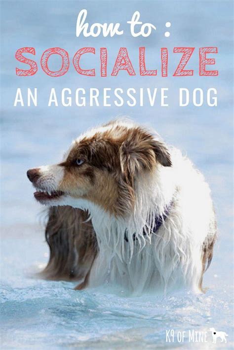 Is it too late to socialize an aggressive dog?