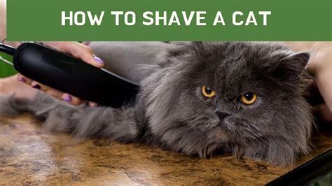 Is it traumatic to shave a cat?