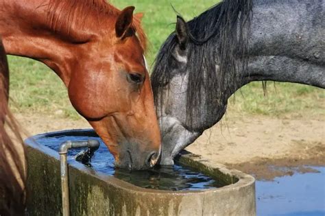 Is it true a horse will never drink bad water?