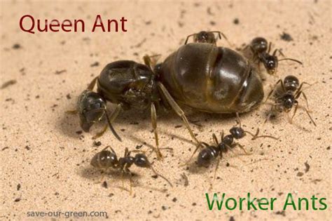 Is it true all ants are female?