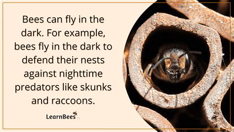 Is it true bees can't fly in the dark?