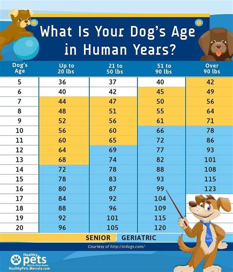 Is it true that dogs age 7 years?