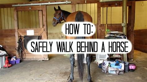 Is it true to never walk behind a horse?