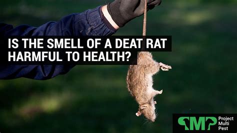 Is it unhealthy to breathe in dead animal smell?