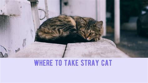 Is it wise to take in a stray cat?
