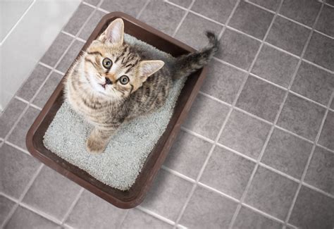 Is it worth training cat to use toilet?