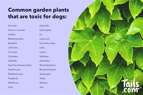 Is ivy plant toxic to dogs?
